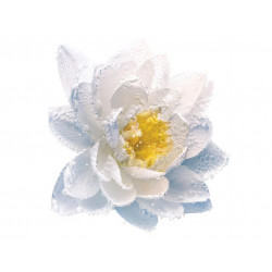 Coriandre Eau De Toilette
